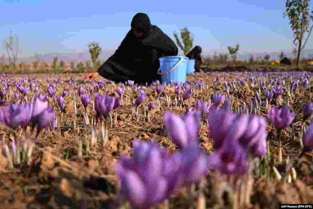 Afghan women harvest saffron flowers, a lucrative alternative to opium poppies, in Herat. (epa-EFE/Jalil Rezayee)