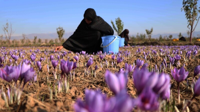 '۸۰ درصد صادرات افغانستان در ۱۳۹۸ محصولات زراعتی بوده است'