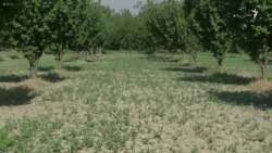 د مېچنۍ مومندو کروندګر د جوارو پر ځای سبزیانې کري