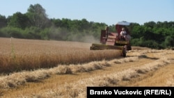 Žetva pšenice u Srbiji
