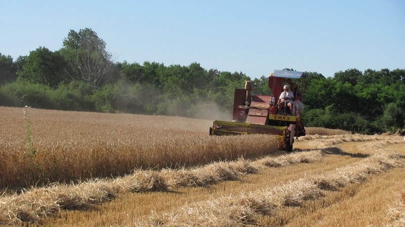 Srbija nije obavestila Brisel o zabrani izvoza pšenice, brašna, kukuruza i ulja
