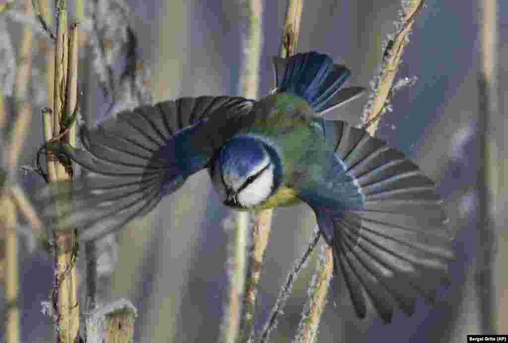 A blue tit flies among dried plants covered with hoarfrost near the Belarusian village of Dukora, some 40 kilometers southeast of Minsk. (AP/Sergei Grits)