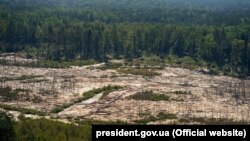 Знищена ділянка лісу під час незаконного видобутку бурштину. Житомирська область, 12 серпня 2019 року