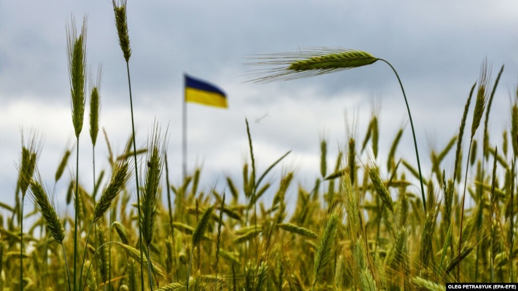 «Важко провести жнива, адже постійно йдуть бої»