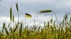Ukrajina je glavni globalni dobavljač pšenice, ali su njene crnomorske luke blokirane zbog rata.