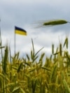 Поле з ячмінем неподалік Києва в час війни