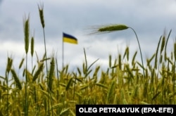 Ячмінне поле на Київщині, 23 червня 2022 року