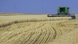 Kazakhstan is among the 10 largest wheat producers in the world. (file photo)