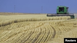 Kazakhstan is among the 10 largest wheat producers in the world. (file photo)