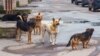 Карелия: депутат парламента призвал отстреливать бродячих собак