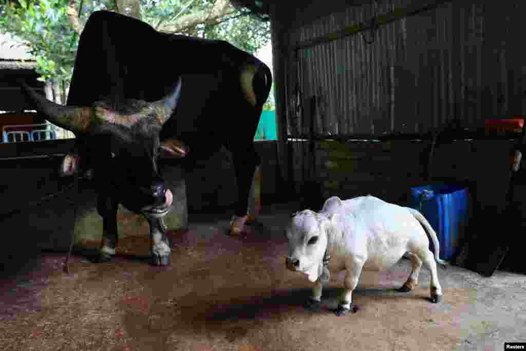 BANGLADESH-DWARF COW/