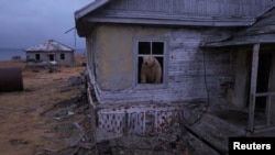 Де-факто в России существует только один легальный повод убить белого медведя. Если животное напало на человека или его дом, то зверя можно застрелить. Остров Колючин, Чукотское море, 2025