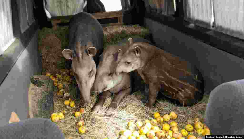 Тапірів евакуюють з екопарку «Фельдман», фото від 2022 року.Коли на початку 2022 року російські війська наближалися, тварин з екопарку евакуювали під вогнем. Ця рятувальна операція стала темою документального фільму, який зняли 2024 року