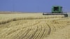 Низкий урожай зерна - повод для переживания соседей