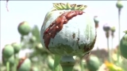 АНОНС! Озодликнинг махсус таҳқиқоти: МХХ ва наркотрафик