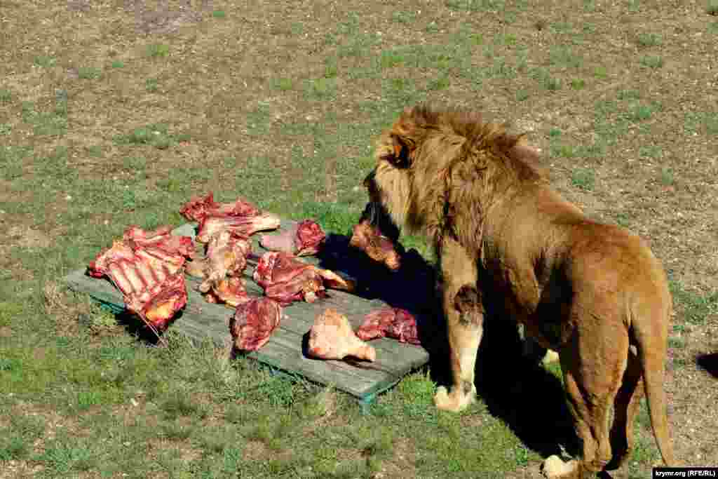 Сотрудники парка приготовили ​львам около 200 кг мяса