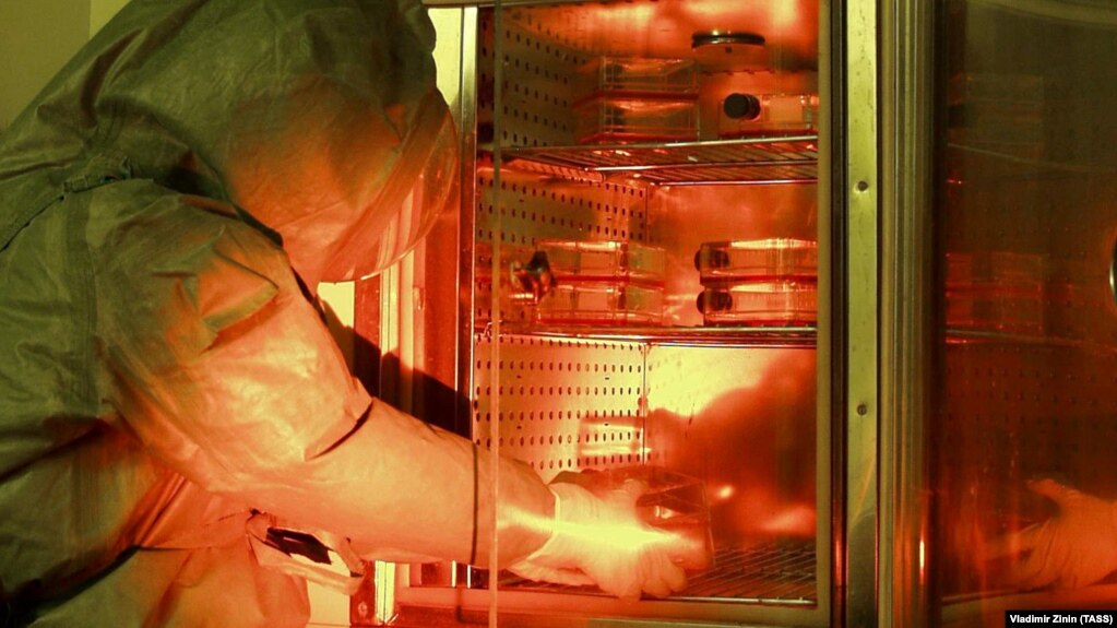Работа лаборатории опасных вирусных инфекций НИИ молекулярной биологии в Новосибирске