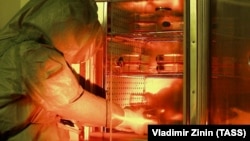 Работа лаборатории опасных вирусных инфекций НИИ молекулярной биологии в Новосибирске