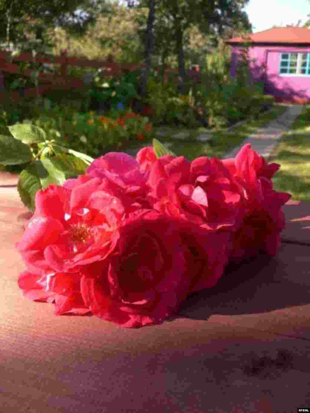 Барви літа (фото Зиновія Фриса) #34