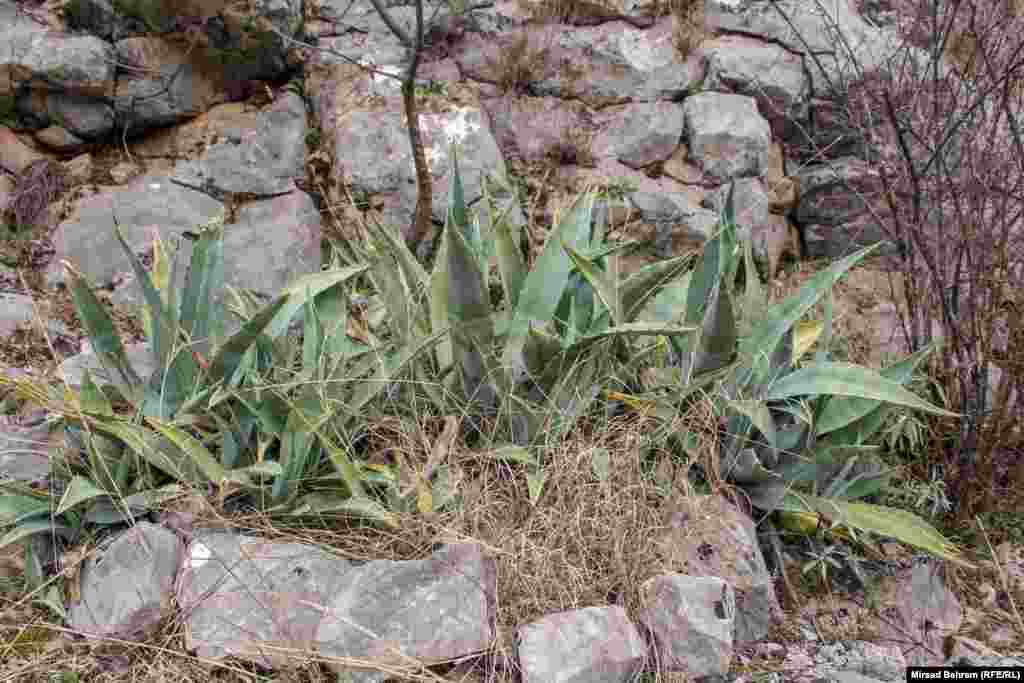 Eko centar Blagaj nastoji uzgojiti i biljne vrste koje dolaze iz srodnih, toplijih, klimatskih krugova; na slici je primjerak biljke agava.