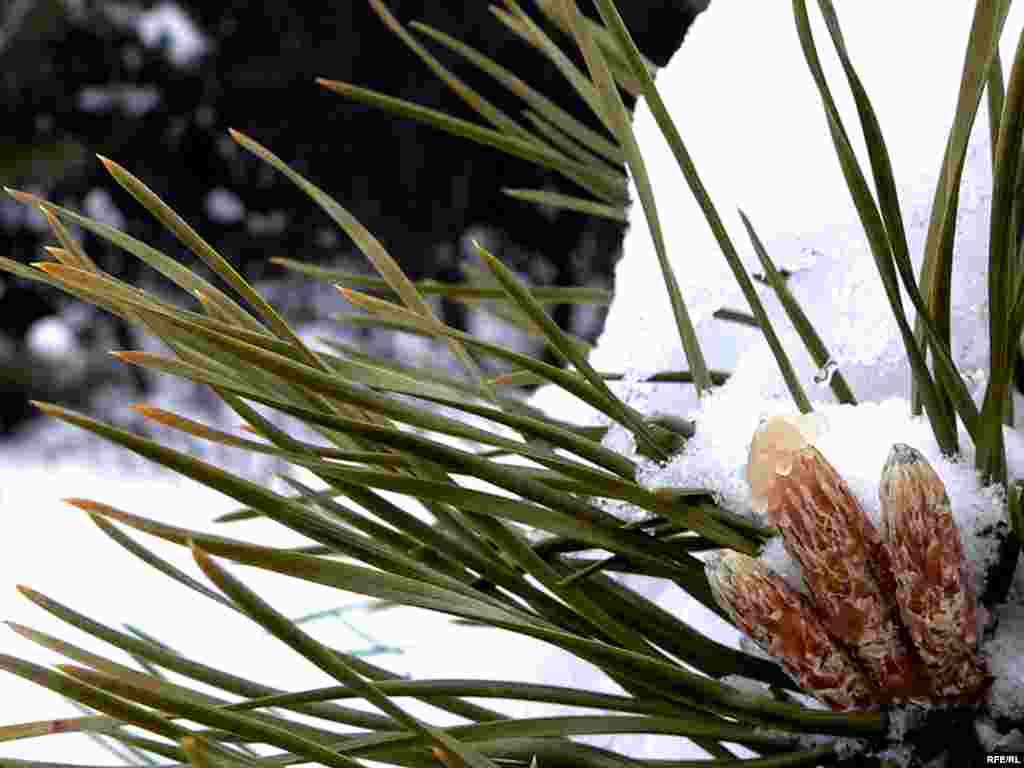 Бер ботак бөресе язны көтеп сагыз чыгара башлаган. - Бер ботак бөресе язны көтеп сагыз чыгара башлаган.