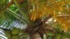 Кокосовая пальма - близкий родственник Тахины замечательной