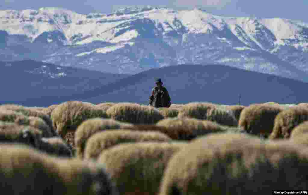 Пастух ведет свое стадо возле села Чемиш на северо-западе Болгарии