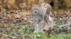 The endangered Balkan lynx