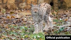 The endangered Balkan lynx