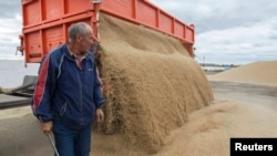 محصولات گندم قزاقستان که به افغانستان نیز صادر میشود