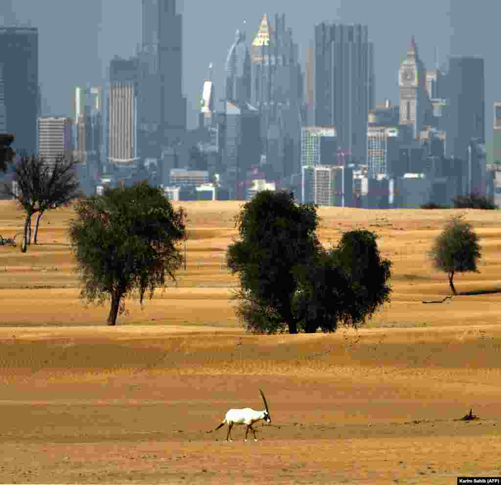 An Arabian oryx on the outskirts of Dubai on March 21. &nbsp;