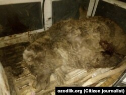 Убитый в Намангане тяньшанский бурый медведь.