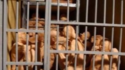 مستند انفرادی؛ بخش چهارم: سلول‌های انفرادی با بيش از ۲۰ زندانی