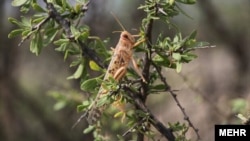 The southern regions of Iran are among the hot spots of desert locust (Schistocerca gregaria) outbreak. March 3, 2020.