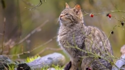 Эўрапейскі дзікі лясны кот