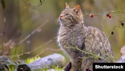 Эўрапейскі дзікі лясны кот