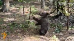 Айиқ боласи олма билан ўйнамоқда