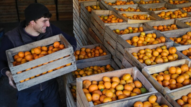 Экспорт абхазских цитрусовых превысил 51 тысячу тонн