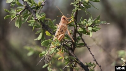 Новосібірдегі азиялық жезөкшелер