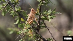 The southern regions of Iran are among the hot spots for plague of desert locusts (Schistocerca gregaria). (file photo)