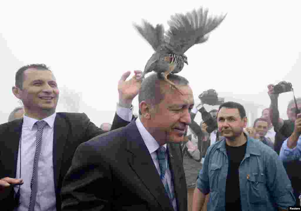 نشستن یک پرنده بر روی سر رجب طیب اردوغان در جریان یکی از بازدیدهای او در ترکیه. آقای اردوغان به لحاظ سیاست داخلی و خارجی سال سختی را پشت سر گذاشت. 