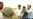 Taliban Says Korean Hostage Talks Fail
