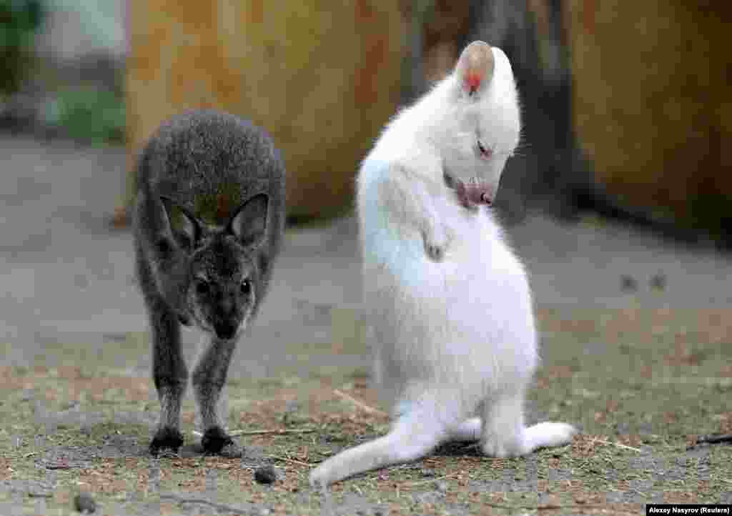 A rare albino wallaby joey is seen inside an enclosure at a zoo in Kazan, Russia May 21, 2021