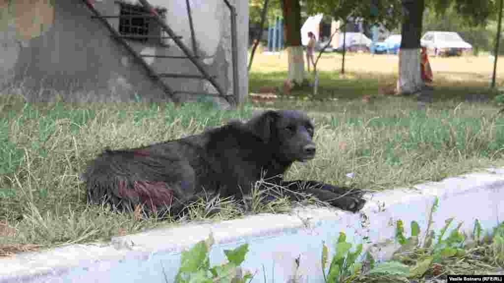 Un câine suparat ca nu mai are acces la gunoaiele aruncate la tomberon...