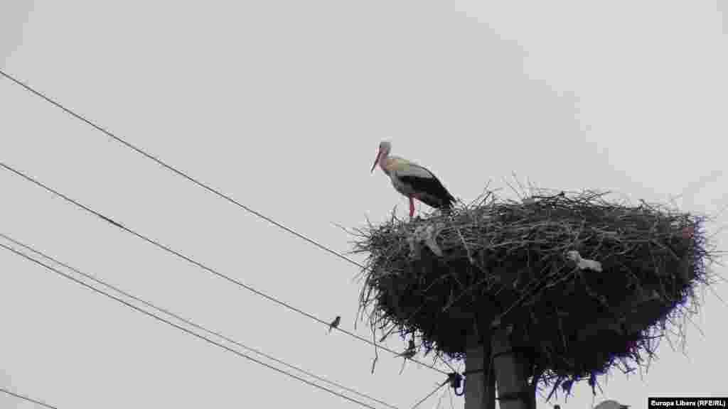 Аисты в селе - к счастью.