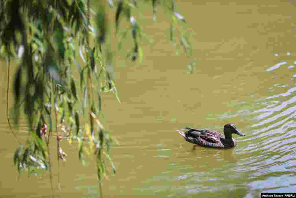 O rață înoată pe lacul din Parcul Alexandru Ioan Cuza din București.&nbsp;Un val de căldură cu temperaturi în jurul valorii de 40 de grade Celsius este resimțit în mai multe regiuni din România. &nbsp;