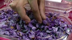 Saffron Business Blooms In Afghanistan
