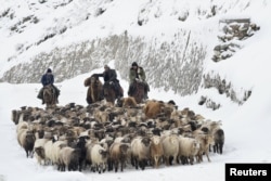 Китайские власти показывают по ТВ, что жители Синьцзяна массово занимаются лыжным спортом и сноубордом. На снимке: синьцзянские казахи пасут овец и коз среди заснеженных полей рядом с лесом в долине Гоцзыгоу. Китай, 21 ноября 2015 года