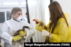 Women clean oil off a great crested grebe at a car wash converted by volunteers into a makeshift emergency center in the village of Vityazevo.