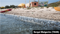 Медузы на побережье Азовского моря в районе села Мысовое в Ленинском районе Крыма, август 2021 года